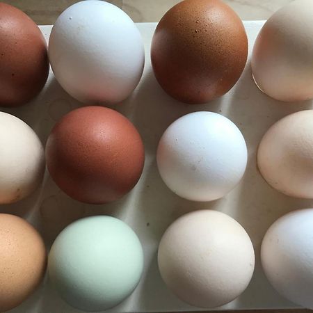 Landhof Lieg - Tierische Auszeit In Unseren Gemuetlichen Ferienwohnungen Luaran gambar