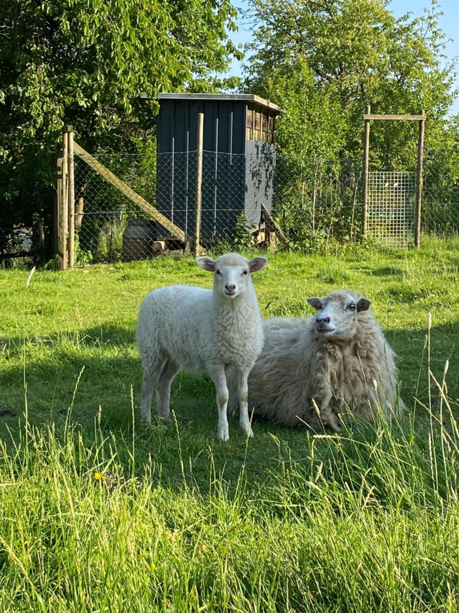 Landhof Lieg - Tierische Auszeit In Unseren Gemuetlichen Ferienwohnungen Luaran gambar