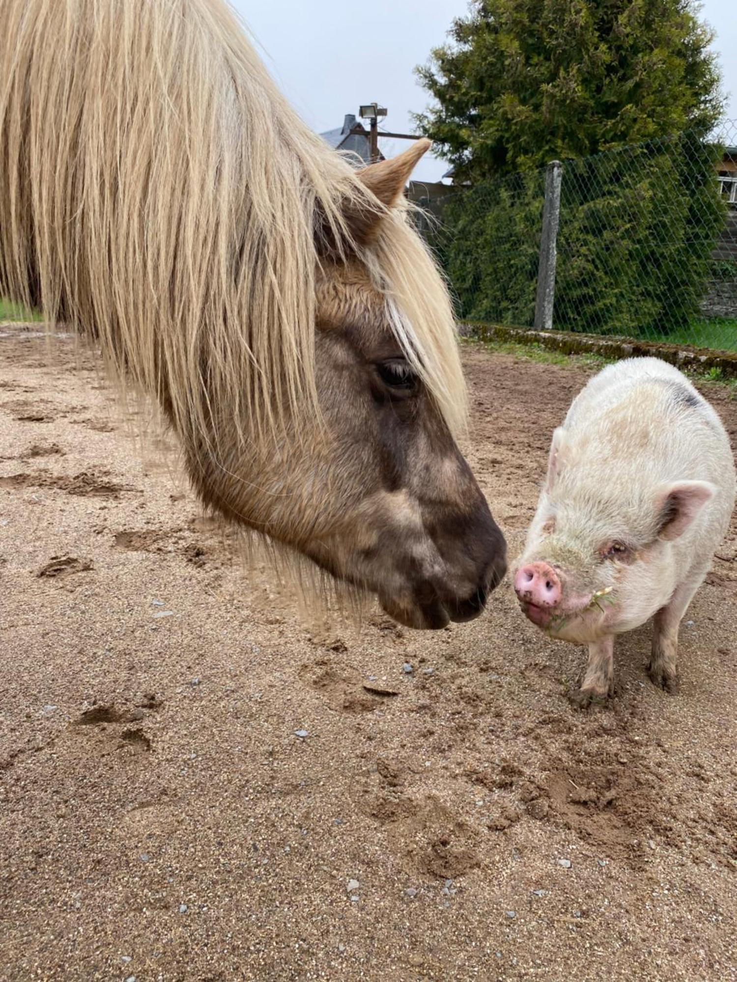 Landhof Lieg - Tierische Auszeit In Unseren Gemuetlichen Ferienwohnungen Luaran gambar