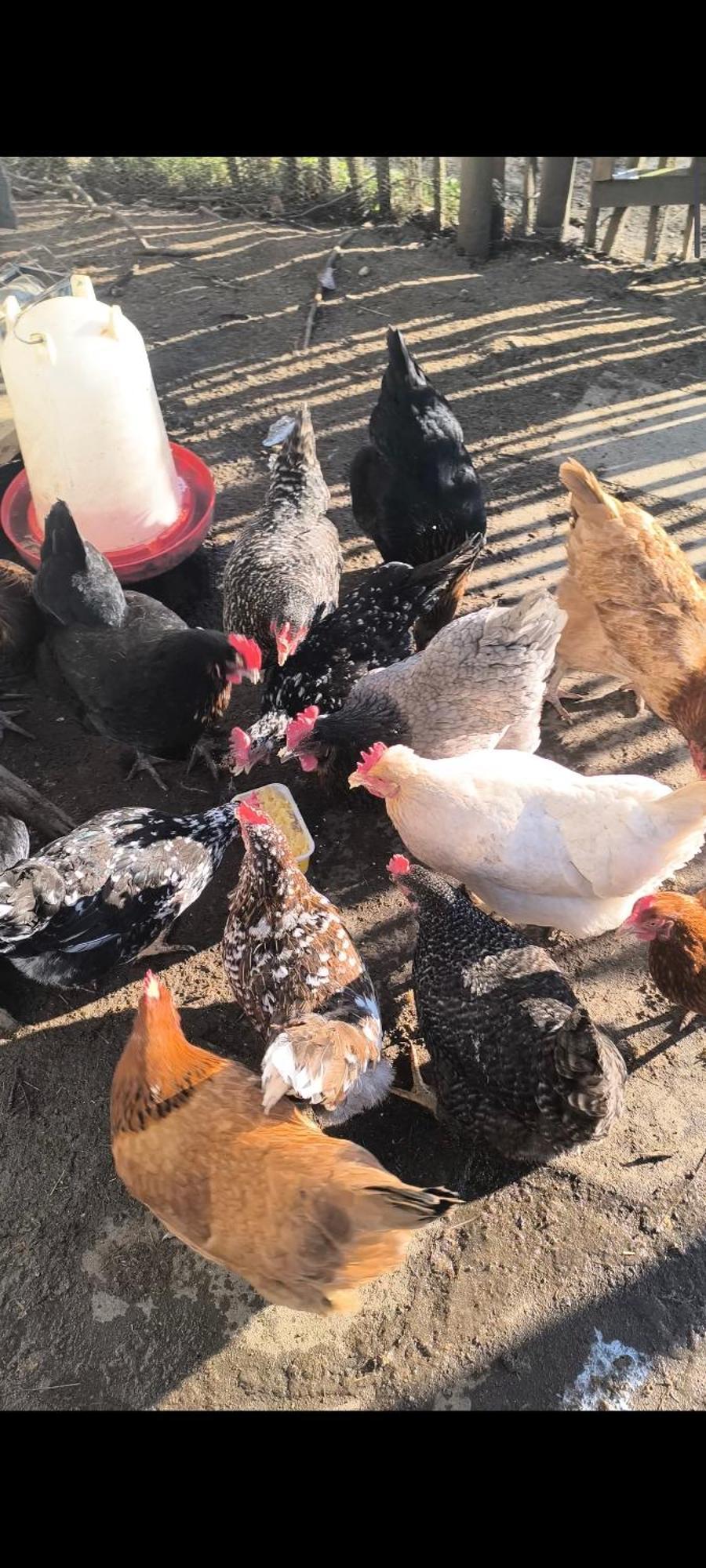 Landhof Lieg - Tierische Auszeit In Unseren Gemuetlichen Ferienwohnungen Luaran gambar